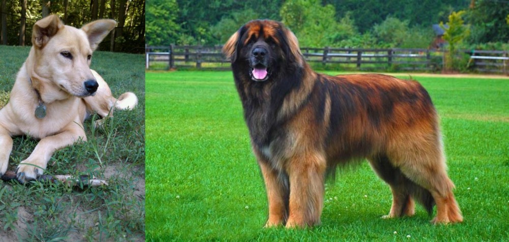 Leonberger vs Carolina Dog - Breed Comparison