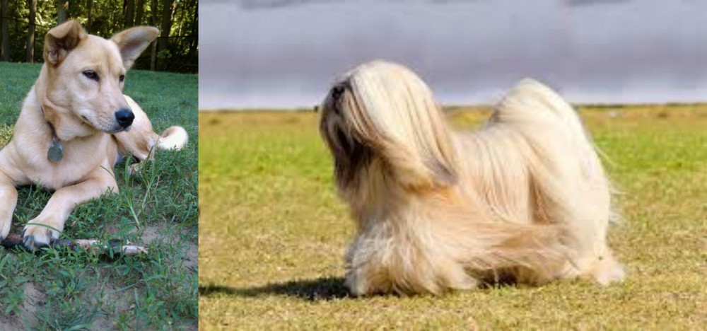 Lhasa Apso vs Carolina Dog - Breed Comparison