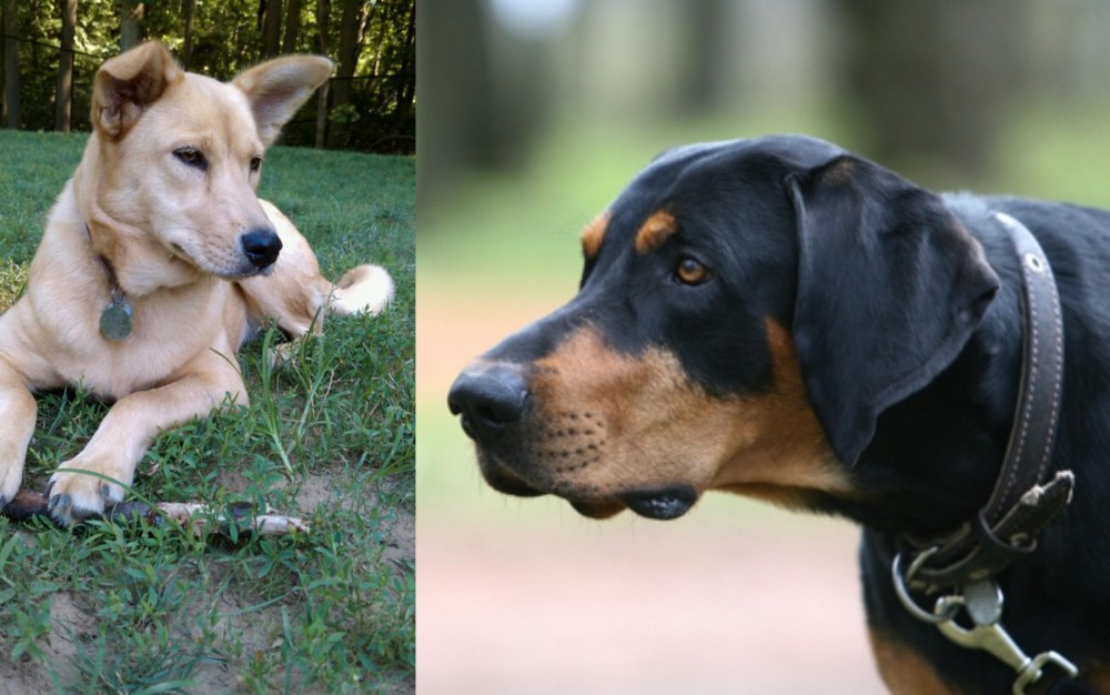 Lithuanian Hound vs Carolina Dog - Breed Comparison