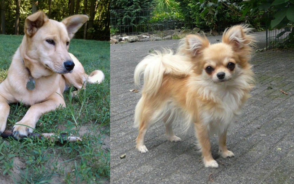Long Haired Chihuahua vs Carolina Dog - Breed Comparison