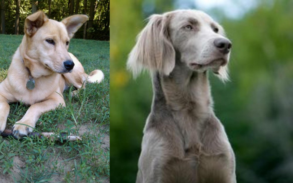 Longhaired Weimaraner vs Carolina Dog - Breed Comparison