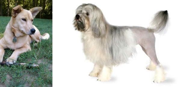 Lowchen vs Carolina Dog - Breed Comparison