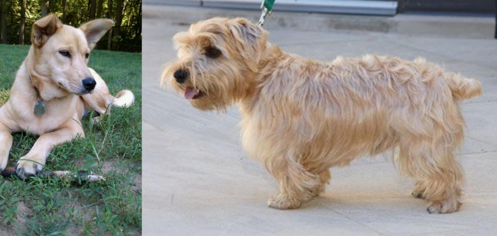 Lucas Terrier vs Carolina Dog - Breed Comparison