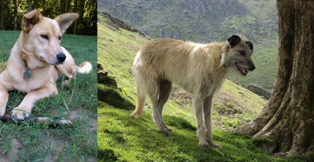 Lurcher vs Carolina Dog - Breed Comparison