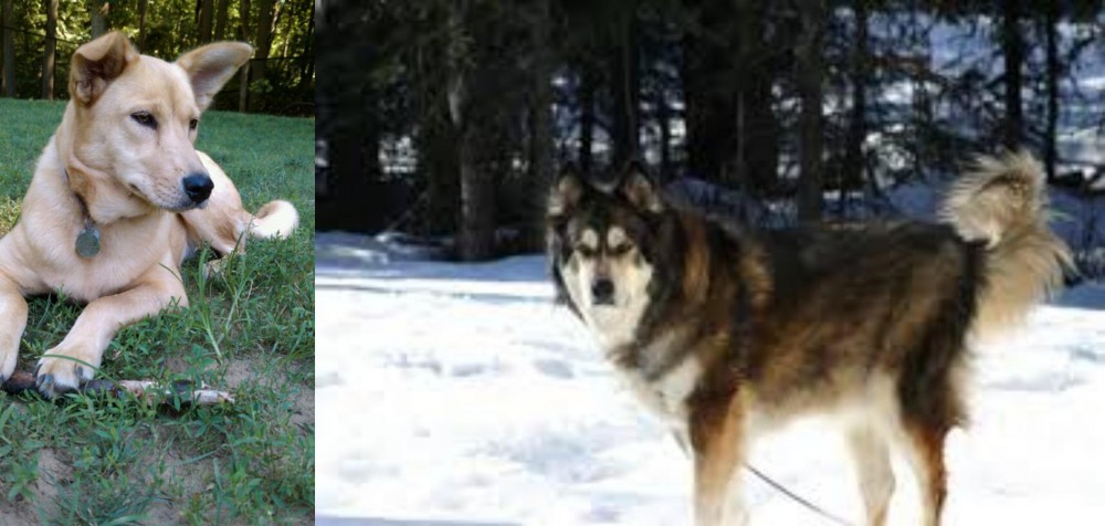Mackenzie River Husky vs Carolina Dog - Breed Comparison