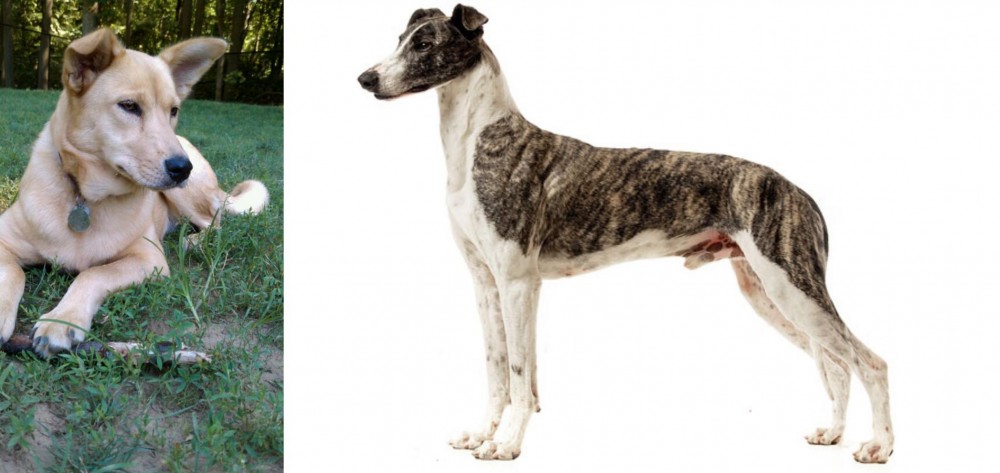 Magyar Agar vs Carolina Dog - Breed Comparison
