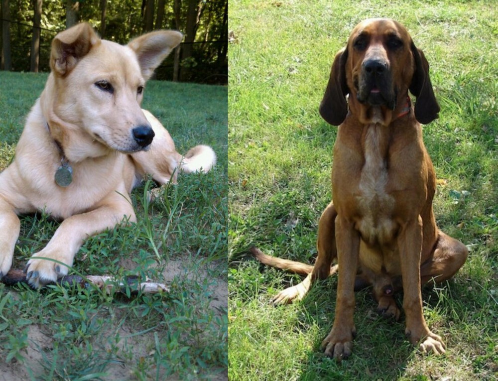 Majestic Tree Hound vs Carolina Dog - Breed Comparison