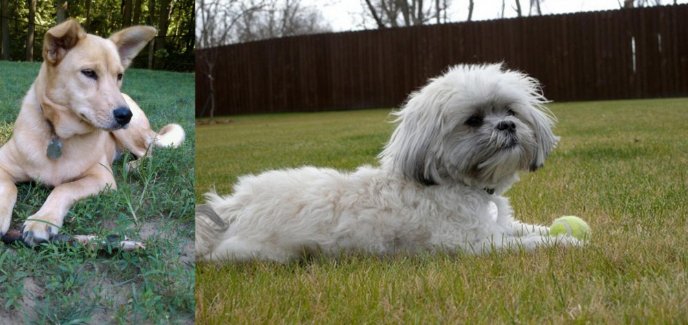 Mal-Shi vs Carolina Dog - Breed Comparison
