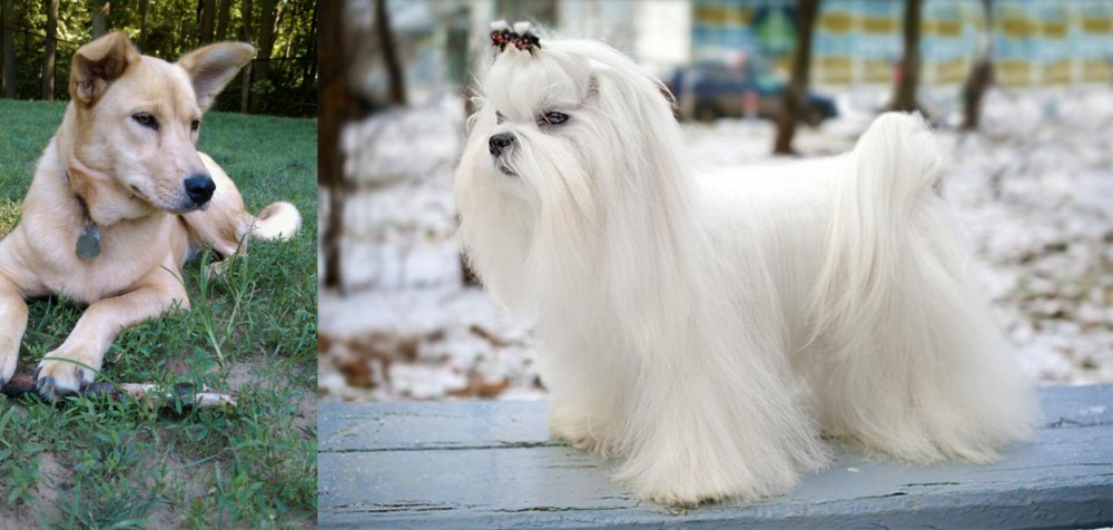 Maltese vs Carolina Dog - Breed Comparison