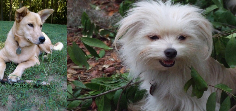 Malti-Pom vs Carolina Dog - Breed Comparison