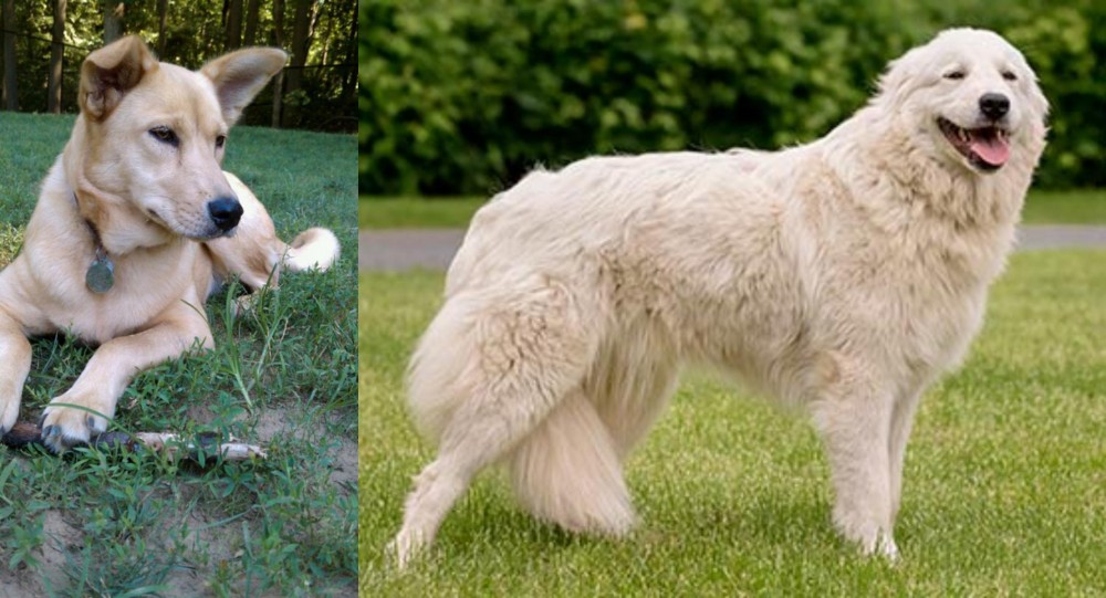 Maremma Sheepdog vs Carolina Dog - Breed Comparison