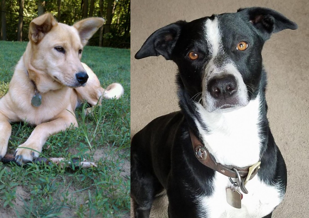 McNab vs Carolina Dog - Breed Comparison