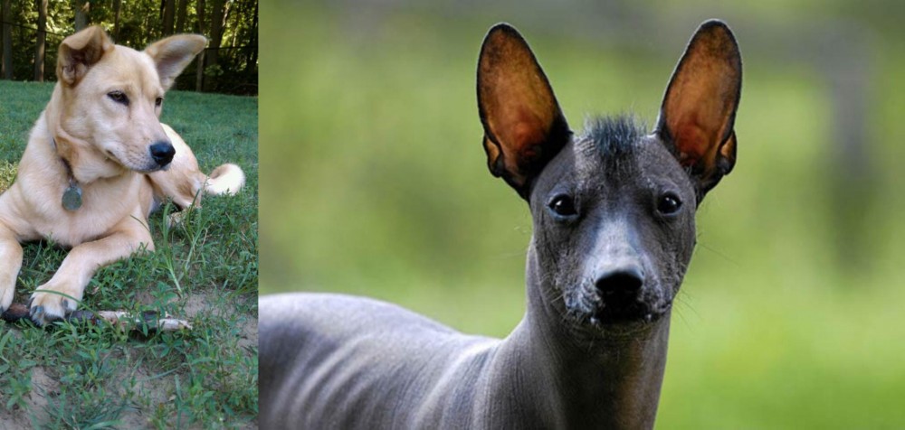 Mexican Hairless vs Carolina Dog - Breed Comparison