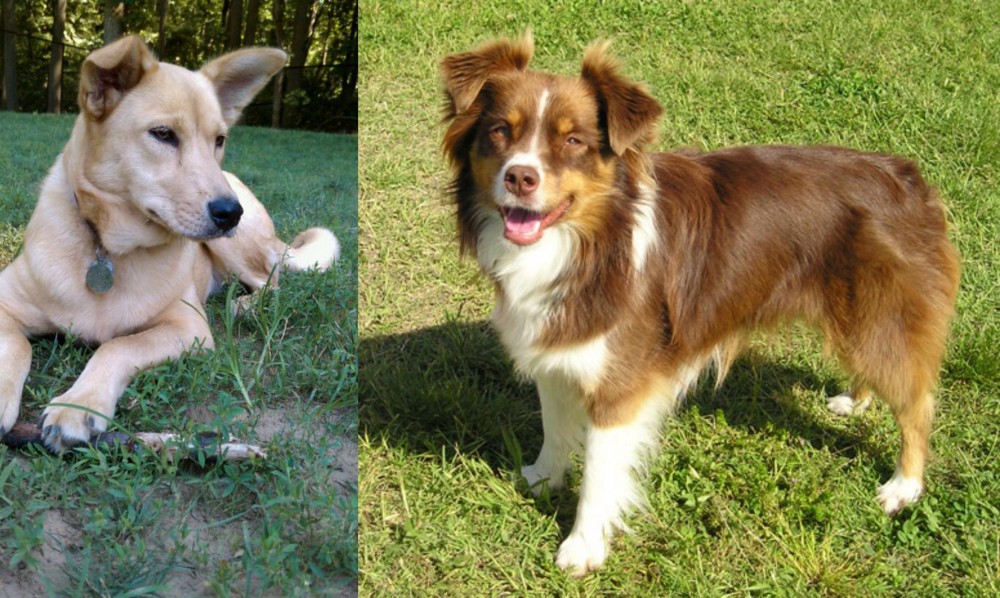Miniature Australian Shepherd vs Carolina Dog - Breed Comparison