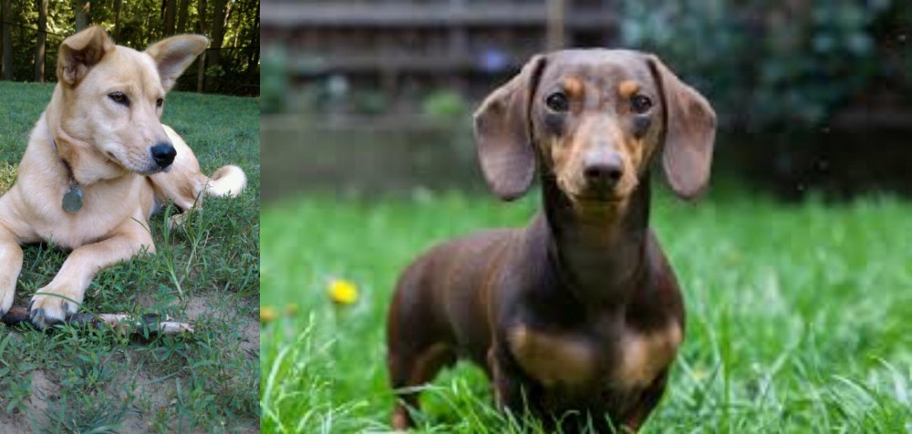 Miniature Dachshund vs Carolina Dog - Breed Comparison
