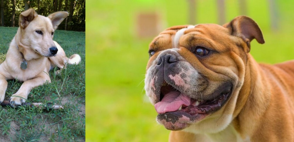 Miniature English Bulldog vs Carolina Dog - Breed Comparison