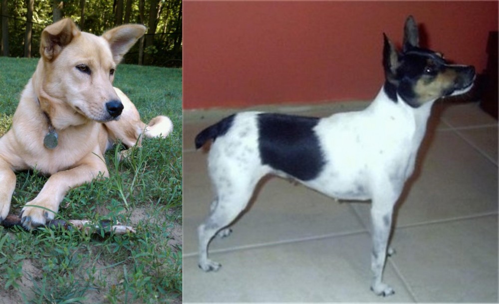 Miniature Fox Terrier vs Carolina Dog - Breed Comparison