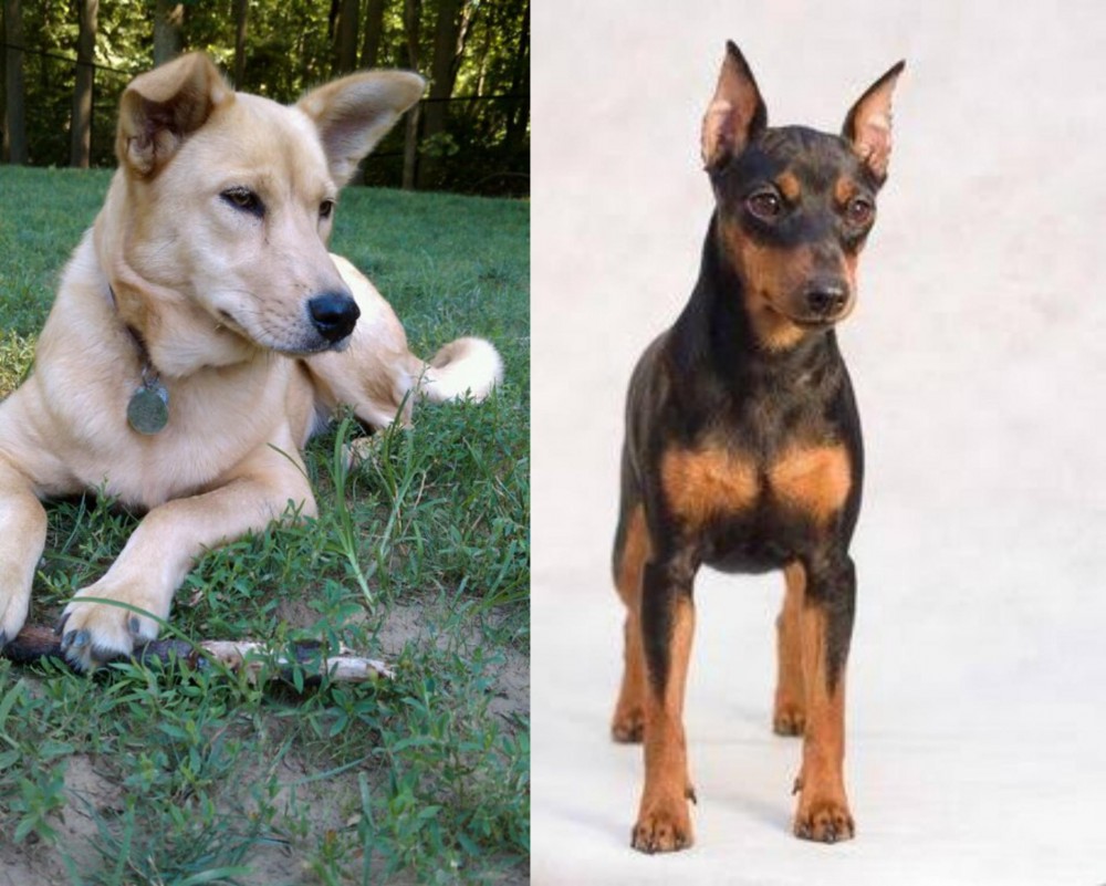 Miniature Pinscher vs Carolina Dog - Breed Comparison