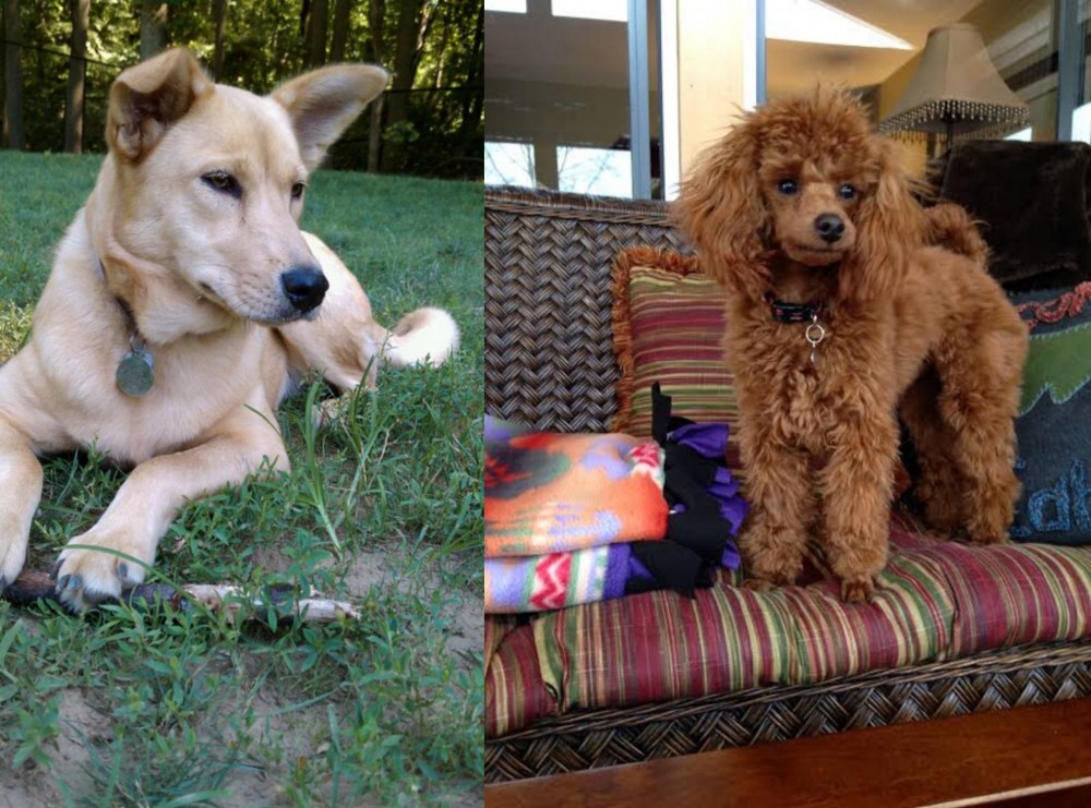 Miniature Poodle vs Carolina Dog - Breed Comparison
