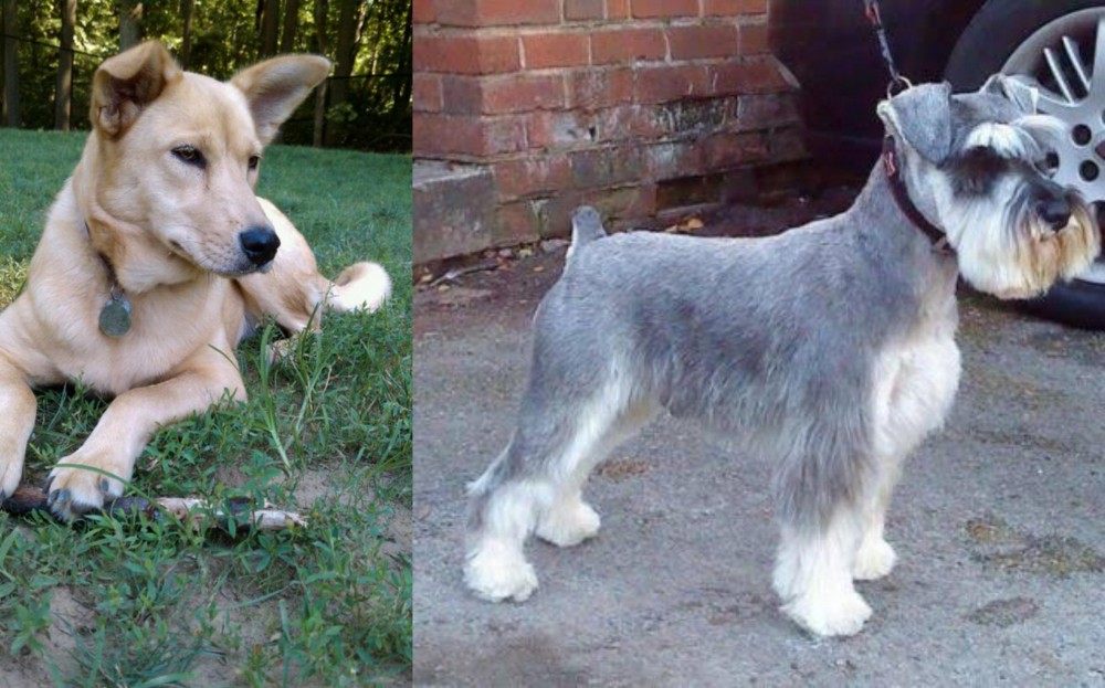 Miniature Schnauzer vs Carolina Dog - Breed Comparison