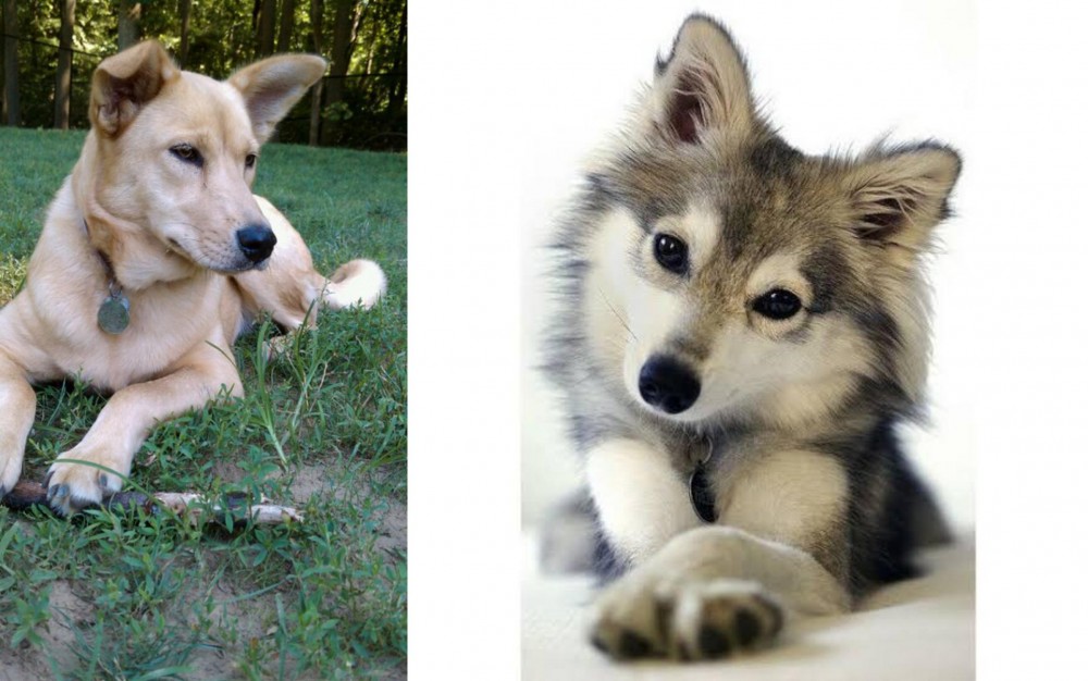 Miniature Siberian Husky vs Carolina Dog - Breed Comparison