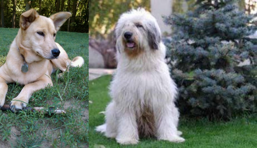 Mioritic Sheepdog vs Carolina Dog - Breed Comparison