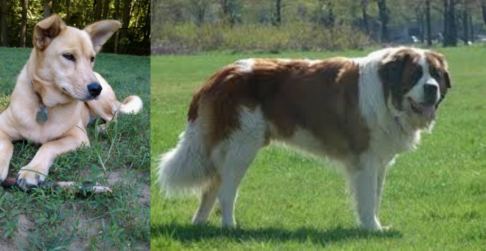 Moscow Watchdog vs Carolina Dog - Breed Comparison