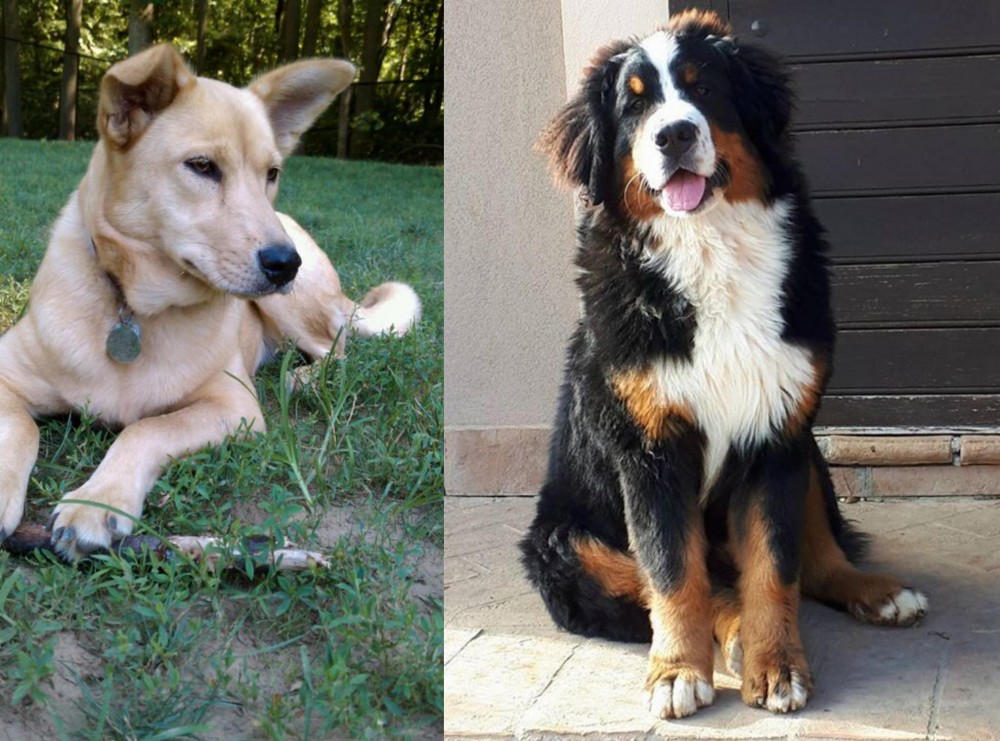 Mountain Burmese vs Carolina Dog - Breed Comparison