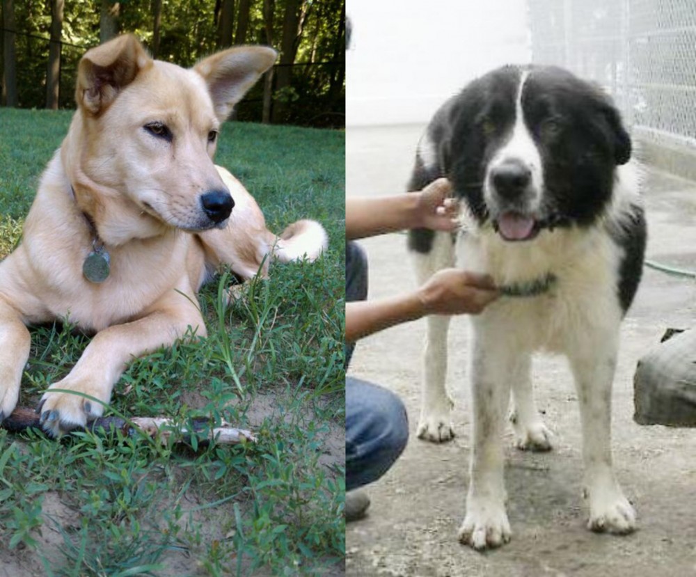 Mucuchies vs Carolina Dog - Breed Comparison