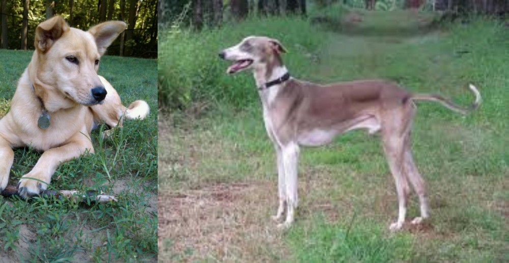 Mudhol Hound vs Carolina Dog - Breed Comparison