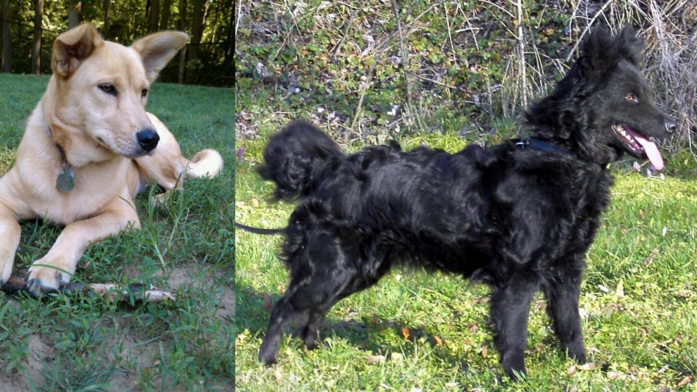 Mudi vs Carolina Dog - Breed Comparison
