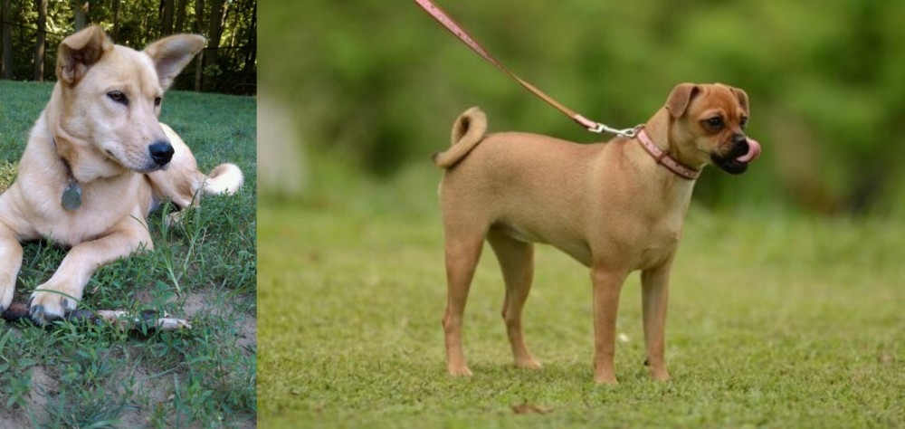 Muggin vs Carolina Dog - Breed Comparison