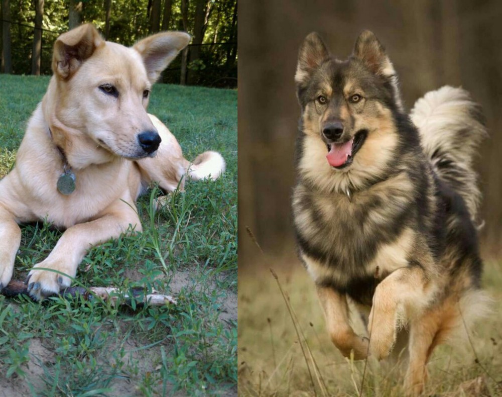 Native American Indian Dog vs Carolina Dog - Breed Comparison