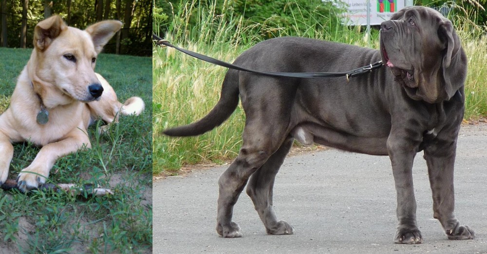 Neapolitan Mastiff vs Carolina Dog - Breed Comparison