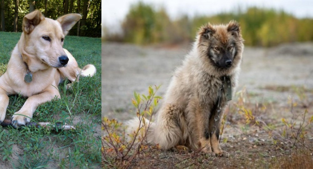 Nenets Herding Laika vs Carolina Dog - Breed Comparison