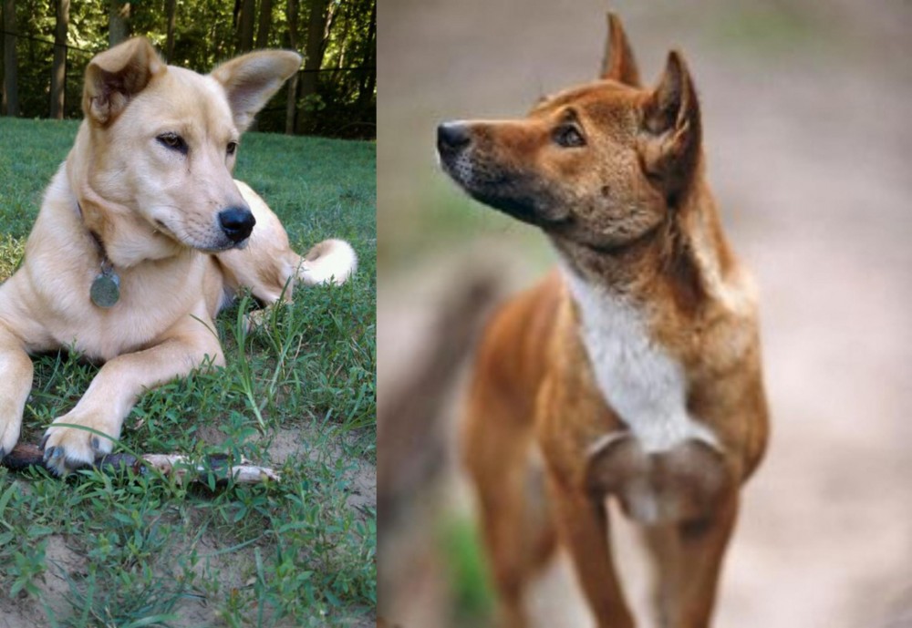 New Guinea Singing Dog vs Carolina Dog - Breed Comparison