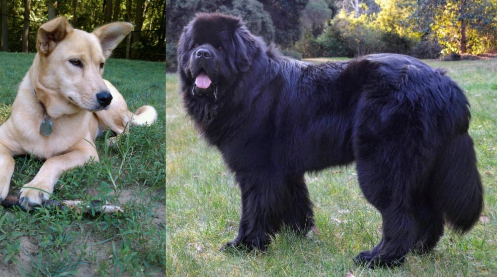 Newfoundland Dog vs Carolina Dog - Breed Comparison