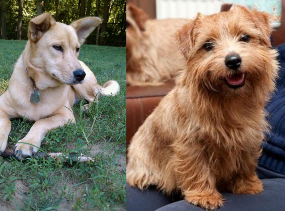Norfolk Terrier vs Carolina Dog - Breed Comparison