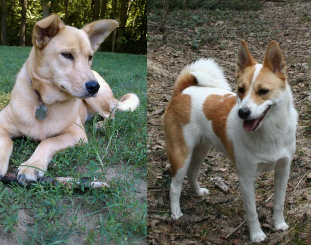 Norrbottenspets vs Carolina Dog - Breed Comparison