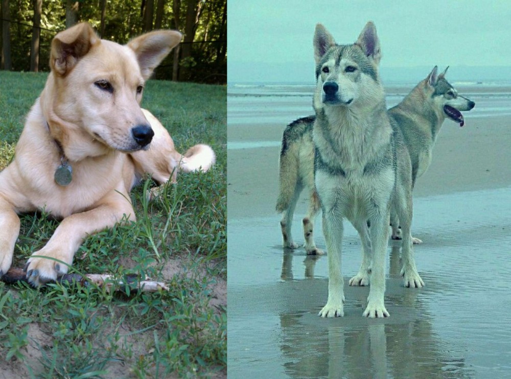 Northern Inuit Dog vs Carolina Dog - Breed Comparison