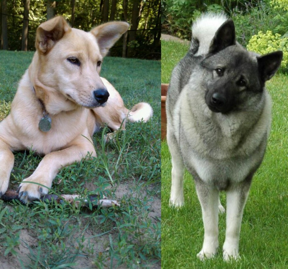 Norwegian Elkhound vs Carolina Dog - Breed Comparison