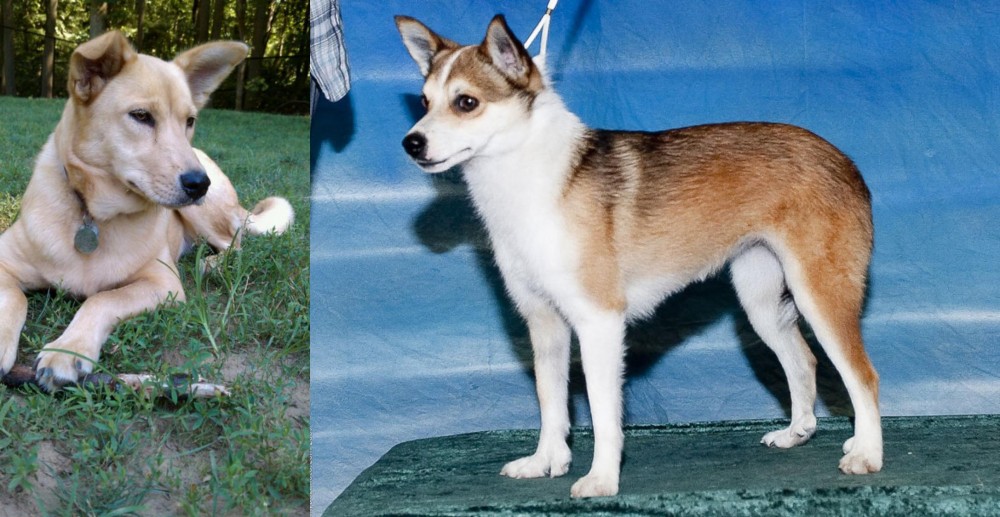 Norwegian Lundehund vs Carolina Dog - Breed Comparison