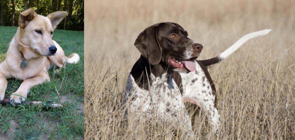 Old Danish Pointer vs Carolina Dog - Breed Comparison