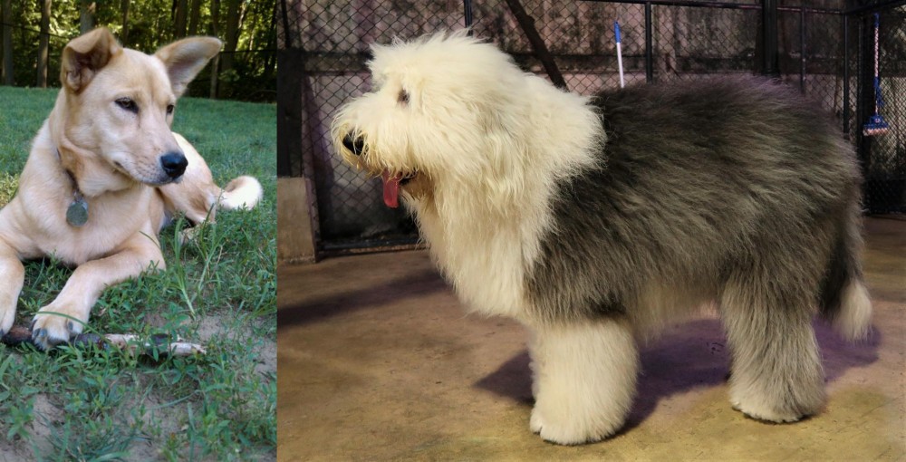 Old English Sheepdog vs Carolina Dog - Breed Comparison