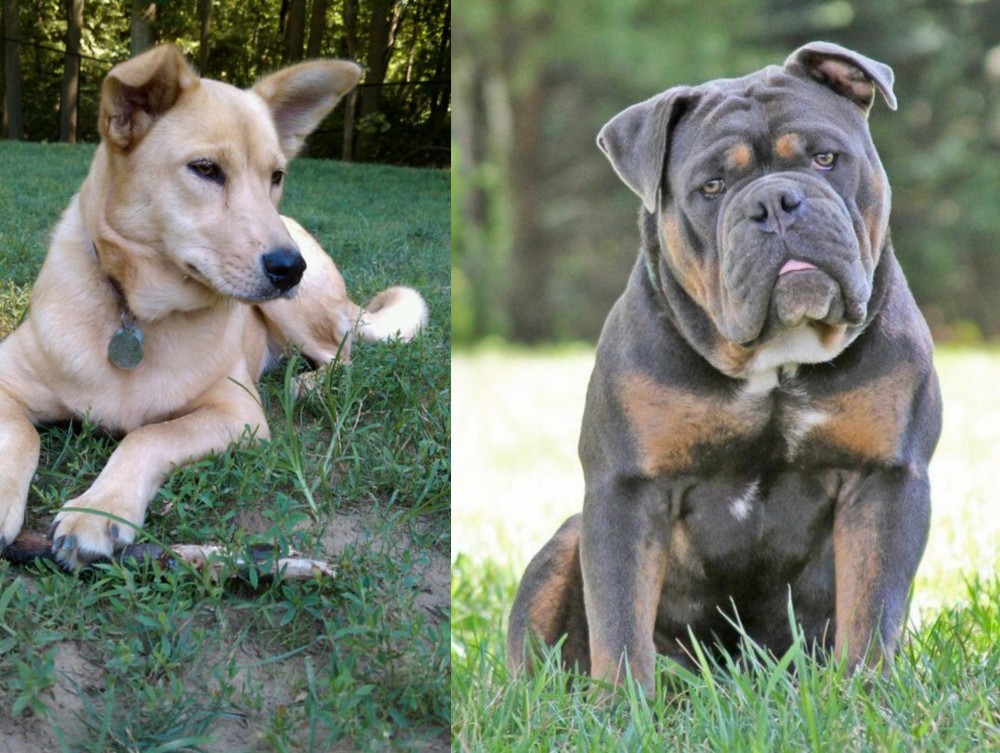Olde English Bulldogge vs Carolina Dog - Breed Comparison