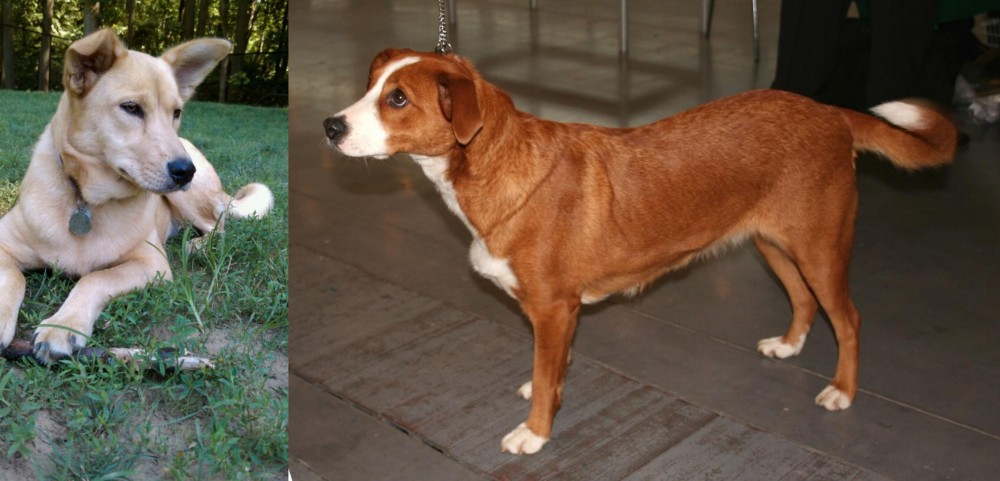 Osterreichischer Kurzhaariger Pinscher vs Carolina Dog - Breed Comparison