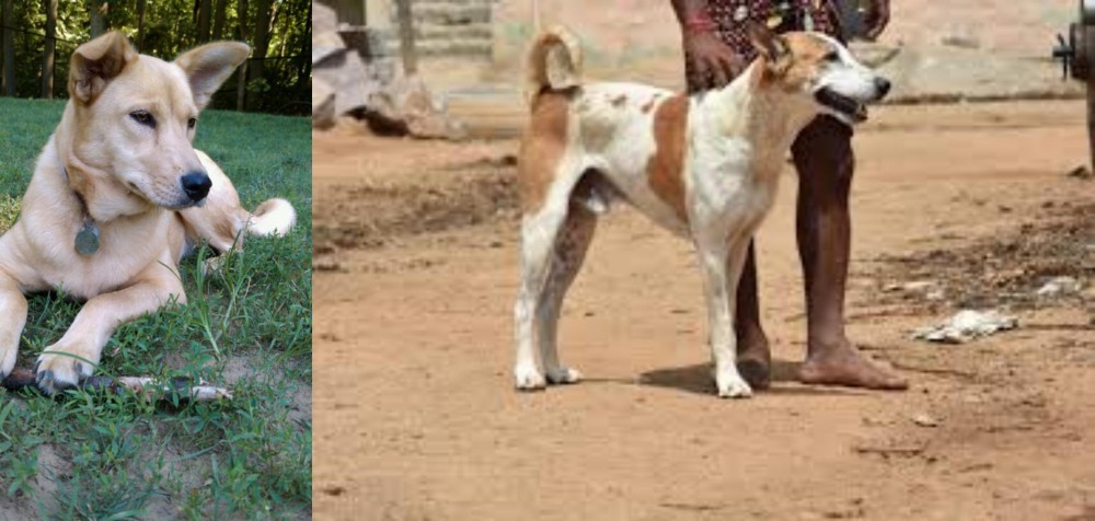Pandikona vs Carolina Dog - Breed Comparison