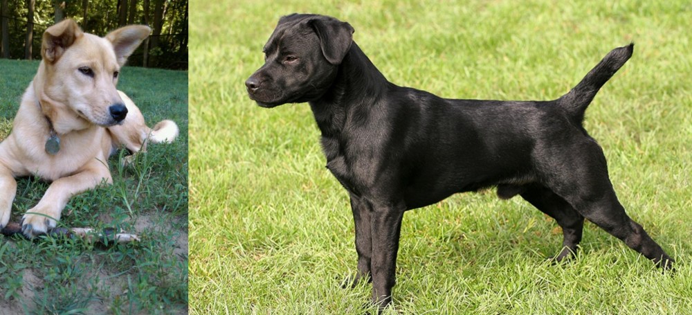 Patterdale Terrier vs Carolina Dog - Breed Comparison