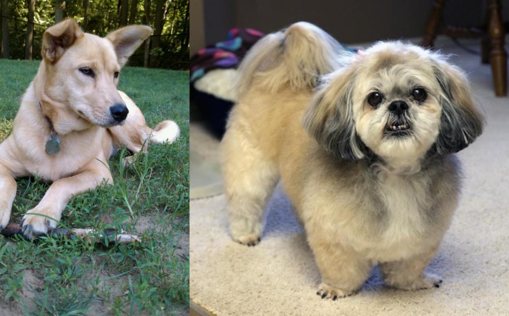 PekePoo vs Carolina Dog - Breed Comparison