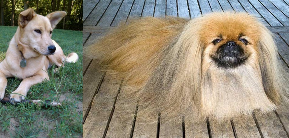 Pekingese vs Carolina Dog - Breed Comparison